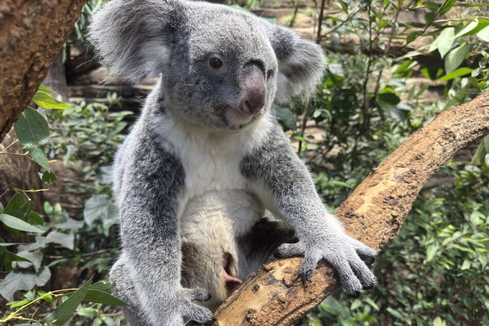 Die Wilhelma in Stuttgart meldet einen Zuchterfolg bei den australischen Beuteltieren.