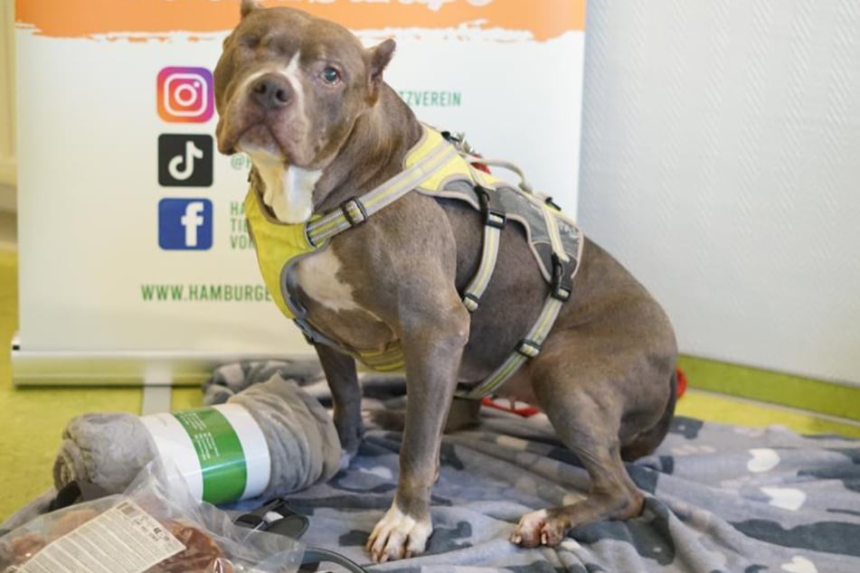 Die Vierbeinerin sucht nach mehr als fünf Jahren im Tierheim ein liebevolles neues Zuhause.