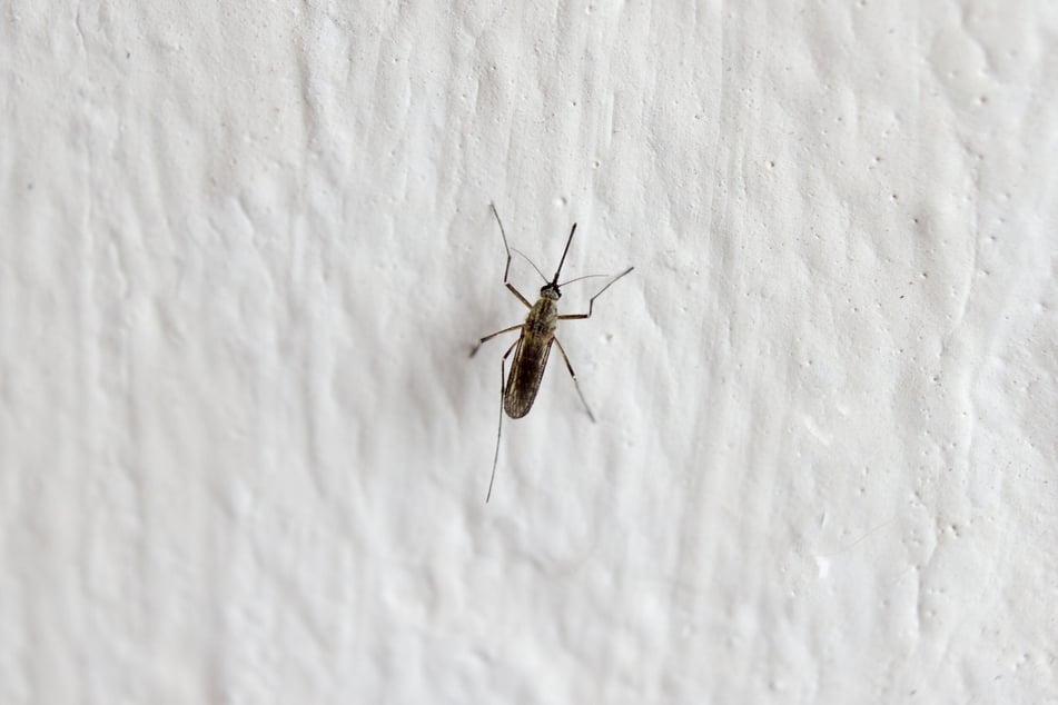 Versucht man zu schlafen, sind Mücken im Zimmer oft nicht leicht zu finden.