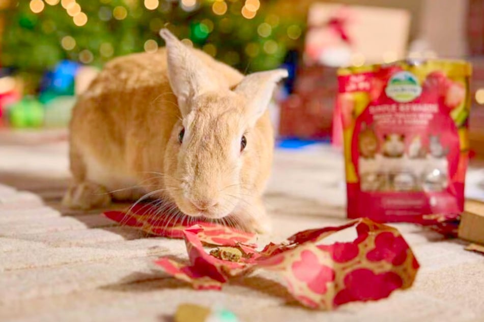 These Chewy deals on Saturday, December 20 are fur-tastic