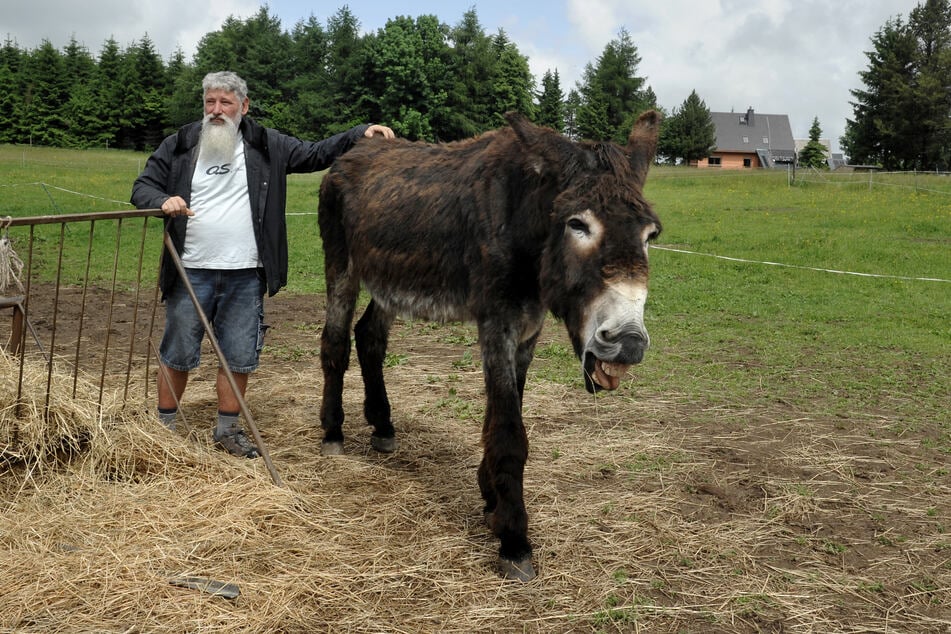 Die Esel von Tilo Meitzner dürfen nur noch bis zum Waldrand.