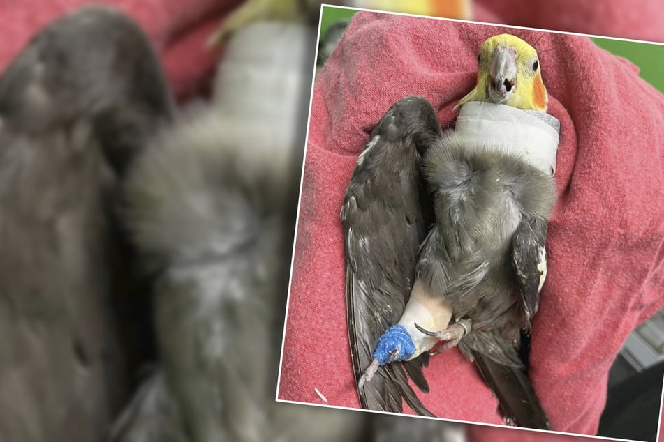 Fehlender Flügel, gebrochenes Bein: Tierheim ist schockiert über Zustand der Nymphensittiche
