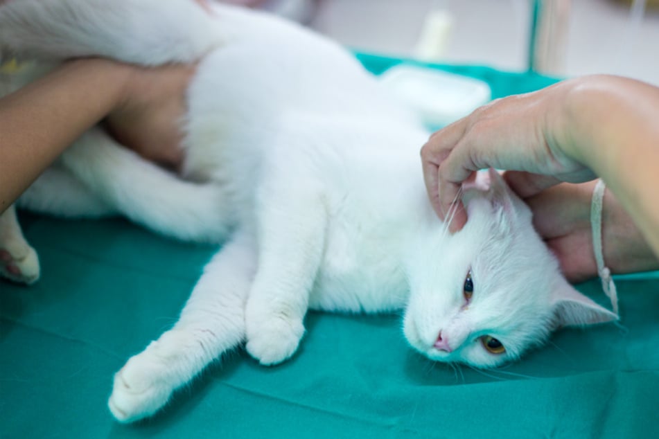 Die betroffenen Katzen mussten in einer Tierklinik behandelt werden. (Symbolbild)