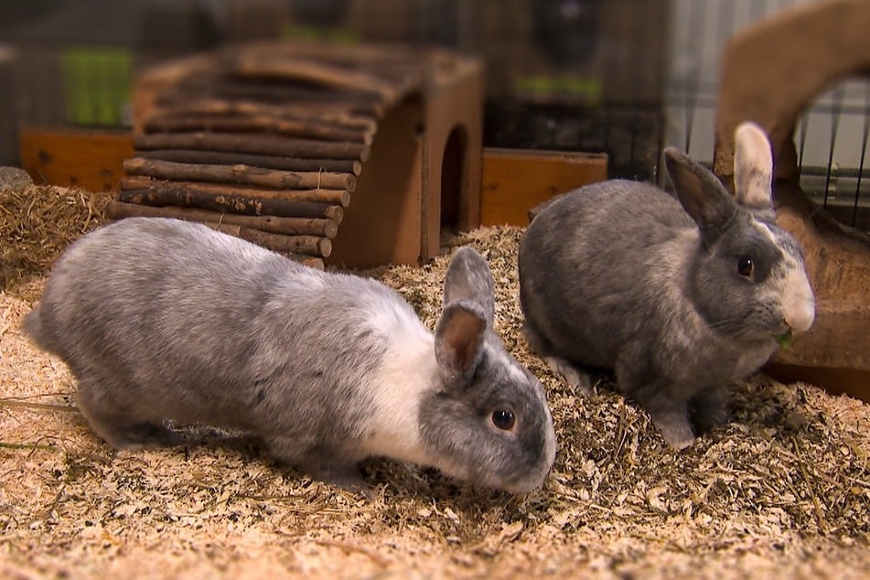 Nala und Seppel (beide 5 Jahre alt) sind vermutlich Wurfgeschwister und wurden nach der Trennung ihrer Halter abgegeben.