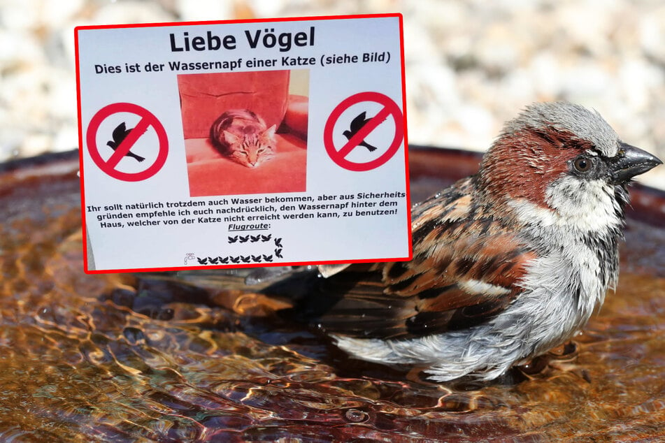 In Berlin bedienen sich einige Vögel offenbar am falschen Wassernapf. (Symbolbild)