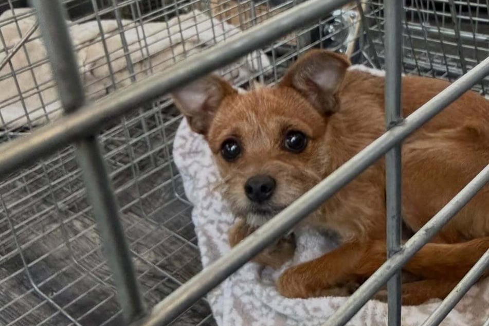 Endlich: Die Hündin ist in Sicherheit!