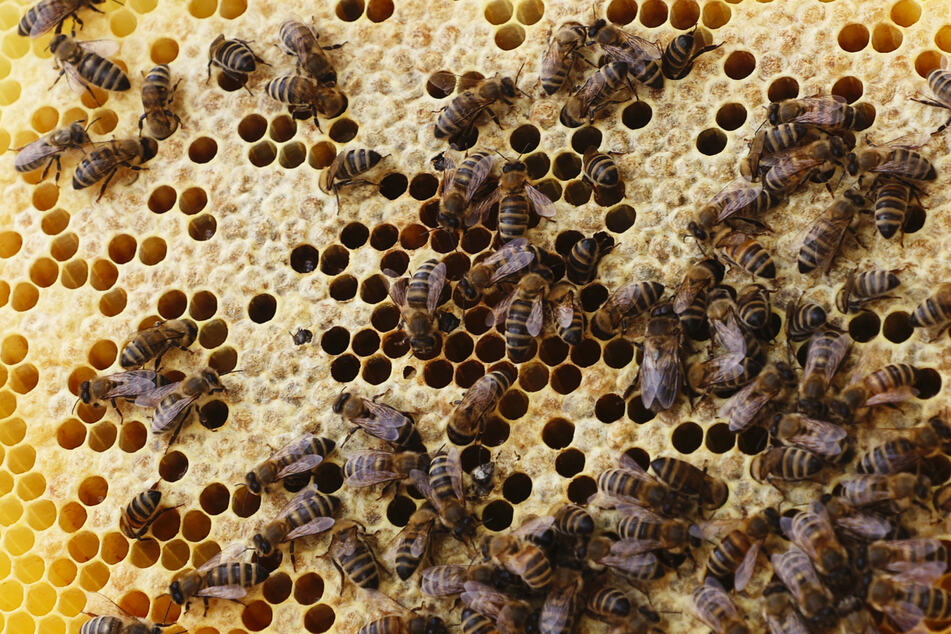 Mit schwarzen Schleifen und sanftem Ton: Imker informiert königliche Bienen über Tod der Queen