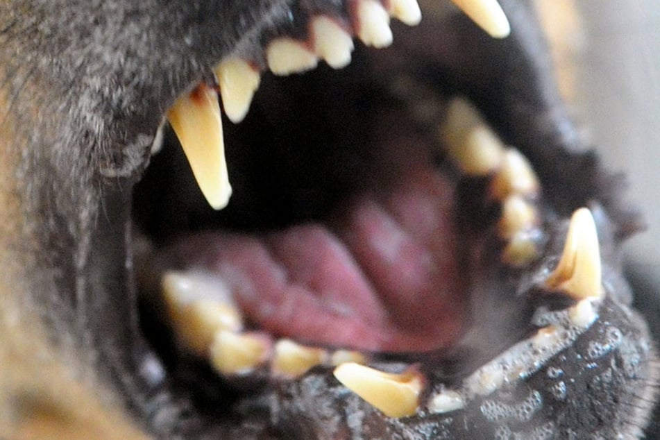 Ein unbeaufsichtigter Hund attackierte einen Artgenossen in einer Bäckerei. (Symbolfoto)