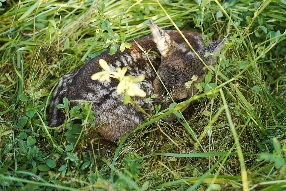 Gut gemeint, fatal geendet: Rehkitz stirbt nach Rettungsversuch