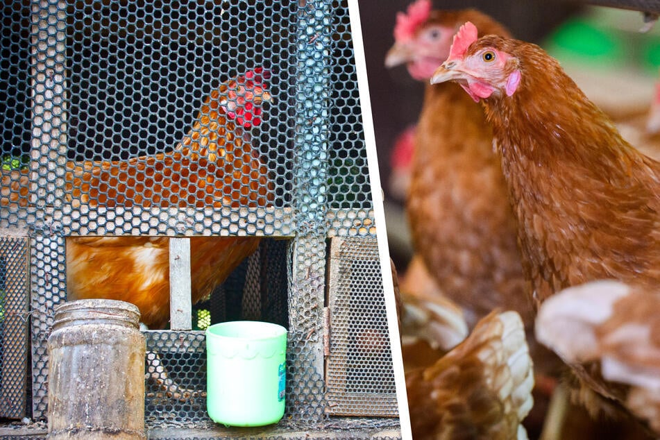 Tiere die in Freilandhaltung leben, müssen nun in Ställe gebracht werden, um sie gegen das Virus zu schützen.