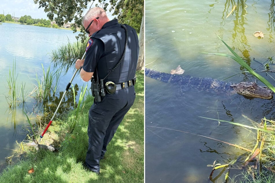 Behutsam brachte Polizeileutnant Henry den verwirrten kleinen Kerl wieder zurück in seine gewohnte Umgebung.