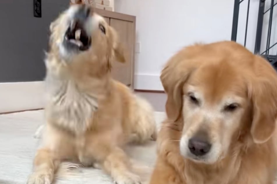 Bester Fauxpas im Clip: Das Leckerli fliegt versehentlich in Emmas Maul während die fleißig trainierende Ellie leer ausgeht.