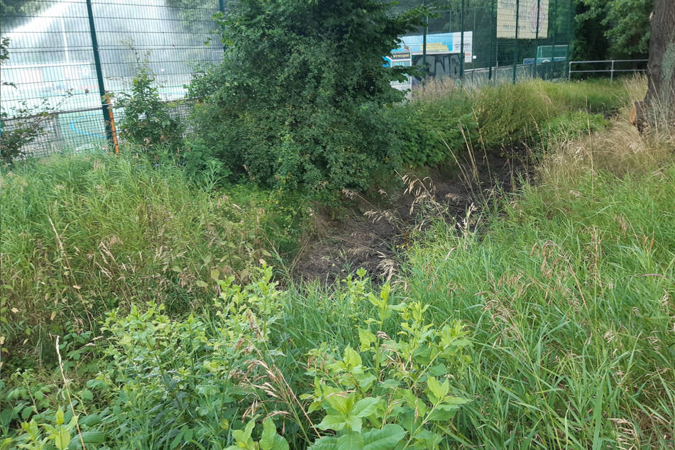 In diesem Gebüsch hielt sich die vermeintliche Raubkatze auf. Ein lautes Knurren und dann nahmen beide schnell Reißaus.