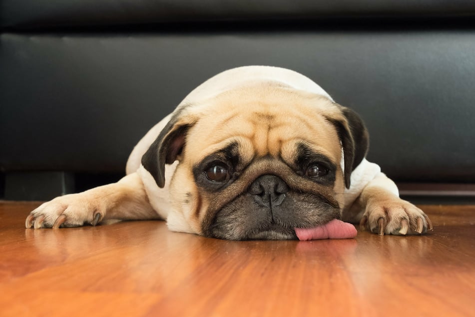 why do dogs lick floor