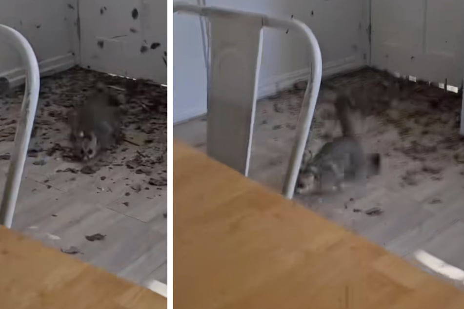 Ein Possum war durch die Decke der Anwohnerin gekracht.