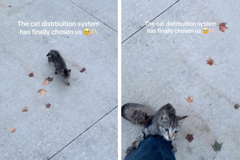 Stray kitten jumps on man in sweet viral video: "You are now my daddy"