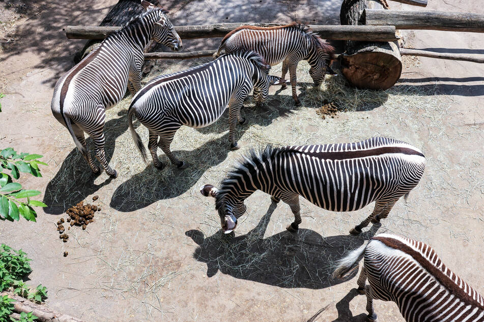 Bei Leipzigs Zebras gab es unlängst Nachwuchs. Nun wird Jungtier Mika behutsam an sein neues Zuhause herangeführt.