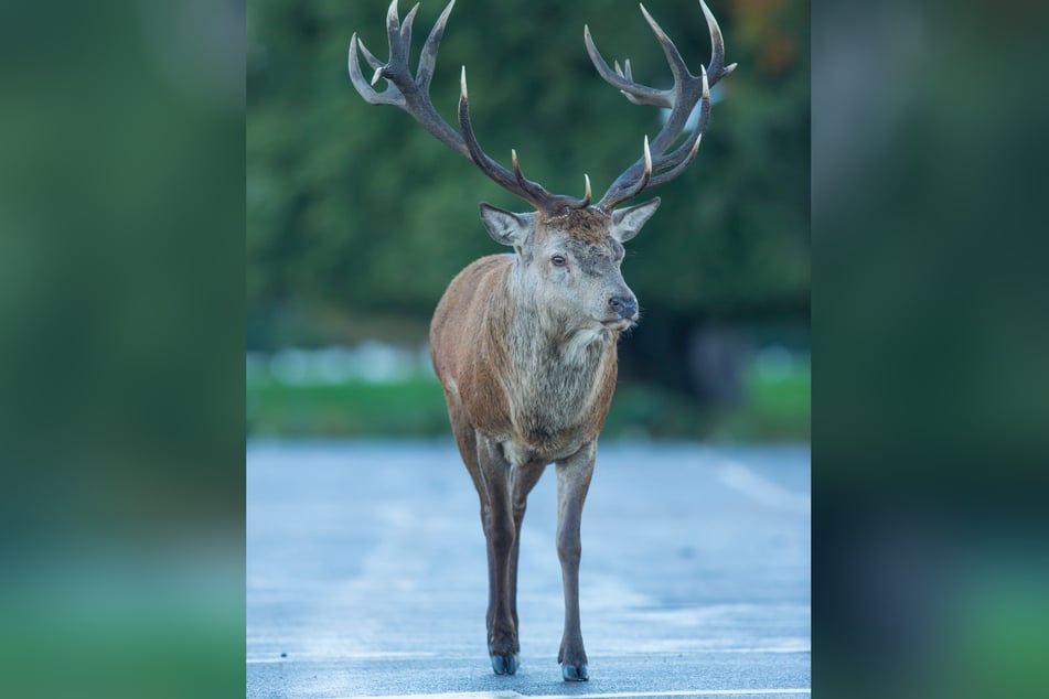 Die Wucht des Aufpralls mit dem Hirsch soll so groß gewesen sein, dass sein Rennrad zerbrach. (Symbolfoto)