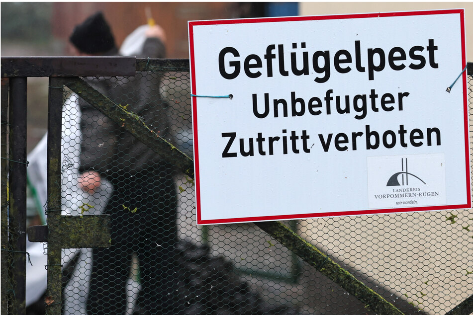 Vogelgrippe in Möwe nachgewiesen: Hier gilt jetzt Stallpflicht!
