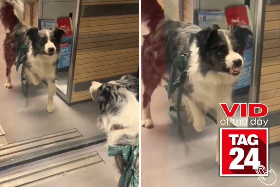 Today's Viral Video of the Day features a dog that wanted no part in seeing his reflection in the mirror.