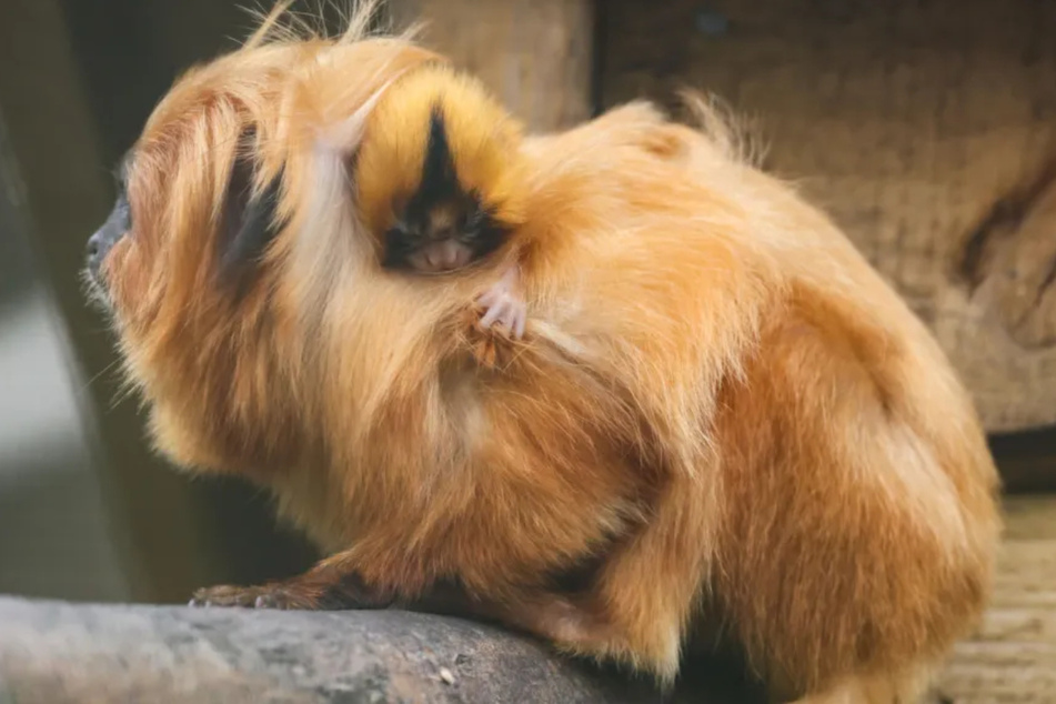 The baby lion monkey clings tightly to its mother at the Newquay Zoo.