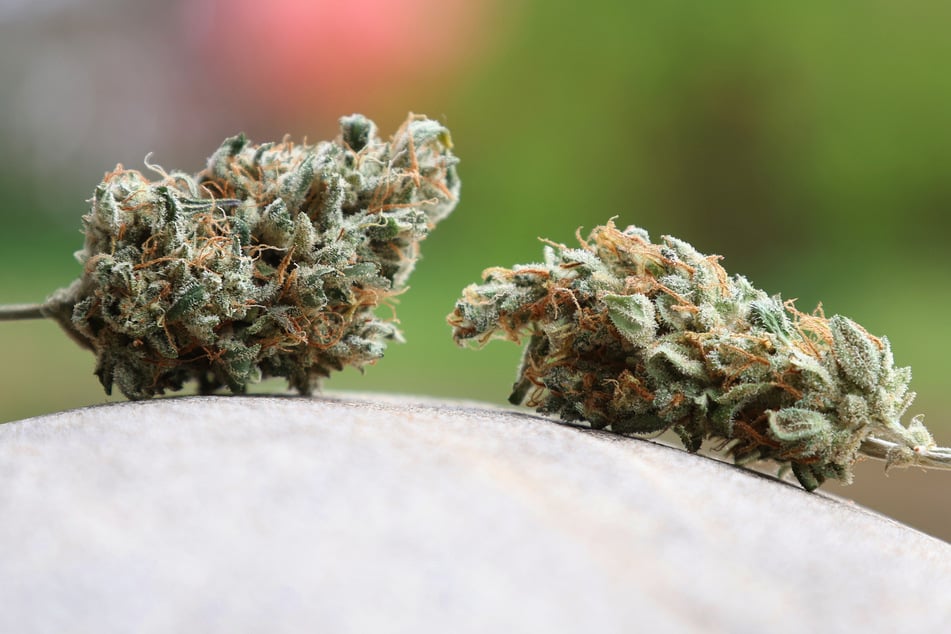 Das Cannabis war auf unterschiedliche Arten verarbeitet worden. (Symbolfoto)