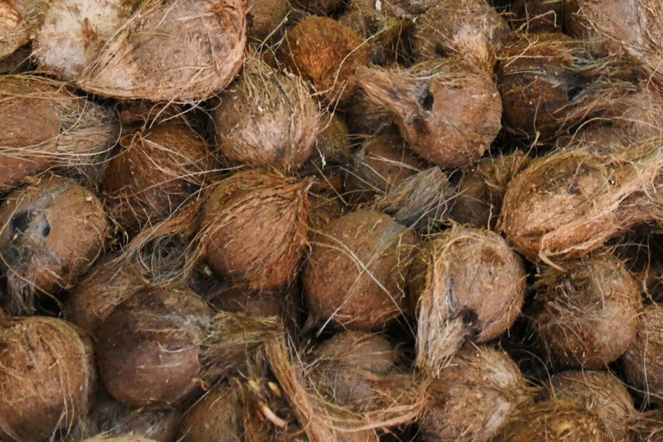 Eine Tonne Drogen in Kokosnüssen geschmuggelt: Jetzt geht es vor Gericht