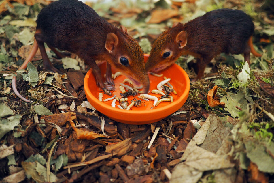 Insekten-Pasta für die Rüsselhündchen: Zur Ernährung gab's Tipps von amerikanischen Kollegen.