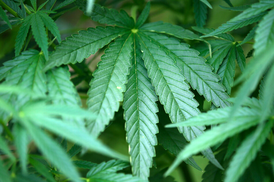 Künftig soll der Eigenanbau von bis zu zwei Cannabis-Pflanzen erlaubt sein.