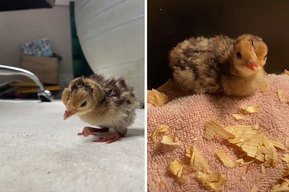 The turkey chick is now more than a week old.
