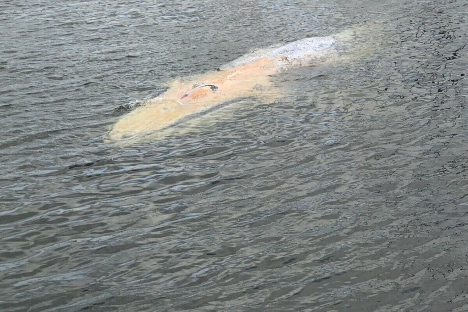 Ende Juli tauchte ein Wal im Wismarer Hafen auf, bei dem es sich um Buckelwal "Hartwin" gehandelt haben soll.