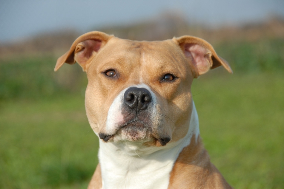 Staffordshire terriers don't look particularly cuddly, but they sure as heck are!