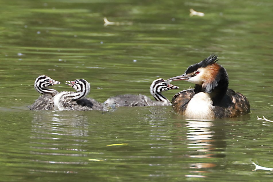 Am und im Chemnitzer Schlossteich sind Brutvögel, aber auch gefiederte Nahrungs- und Schlafgäste ansässig: Enten, Graugänse, Teichrohrsänger oder hier Haubentaucher.