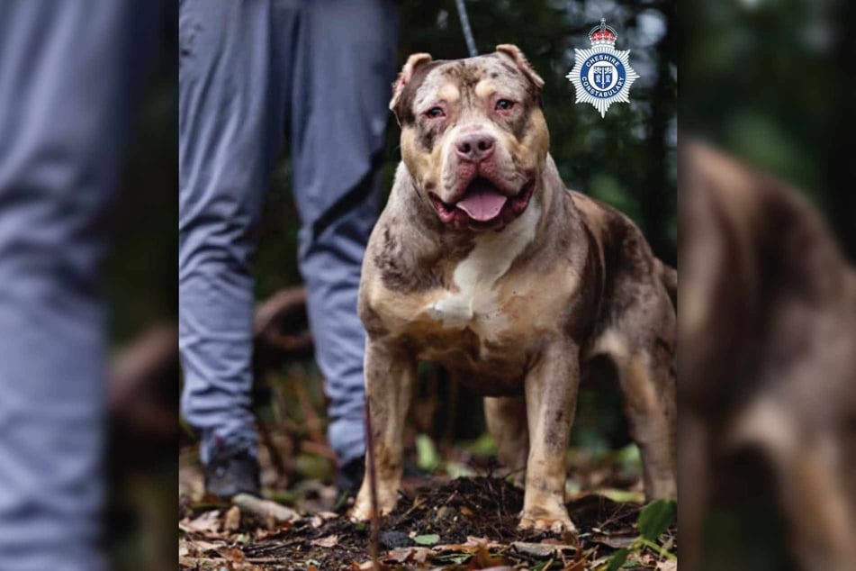 Der Besitzer des XL-Bullys ist jetzt zu einer langen Haftstrafe verurteilt worden, nachdem sein Hund einen Mann getötet hatte.