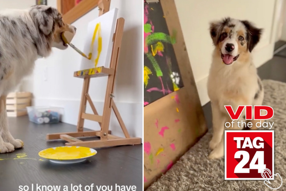 Today's Viral Video of the Day features an Australian Shepherd puppy named Promise learning how to paint shapes for the first time!