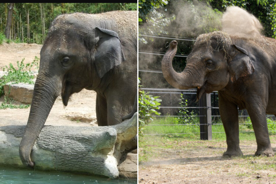 Elephant dies suddenly at St. Louis zoo after unleashed dog disturbs herd