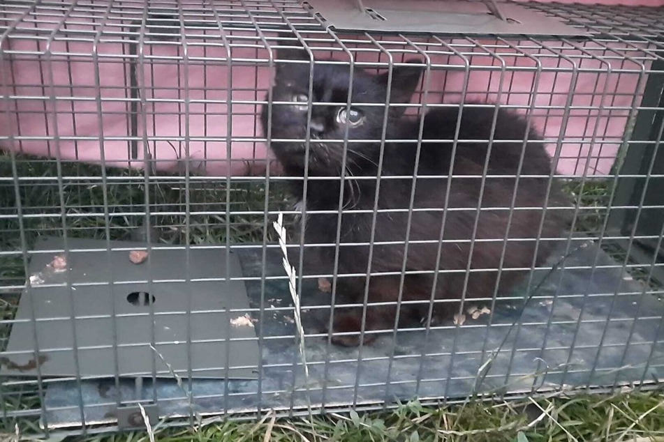 In Gardelegen wurden bei einer Tiereinfangaktion wieder Katzen mit Schussverletzungen entdeckt.