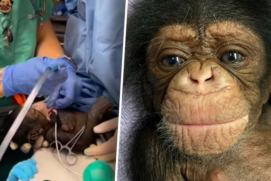 Affen-Baby hatte schweren Start ins Leben: Als es seine Mama endlich wiedersieht, fließen Tränen