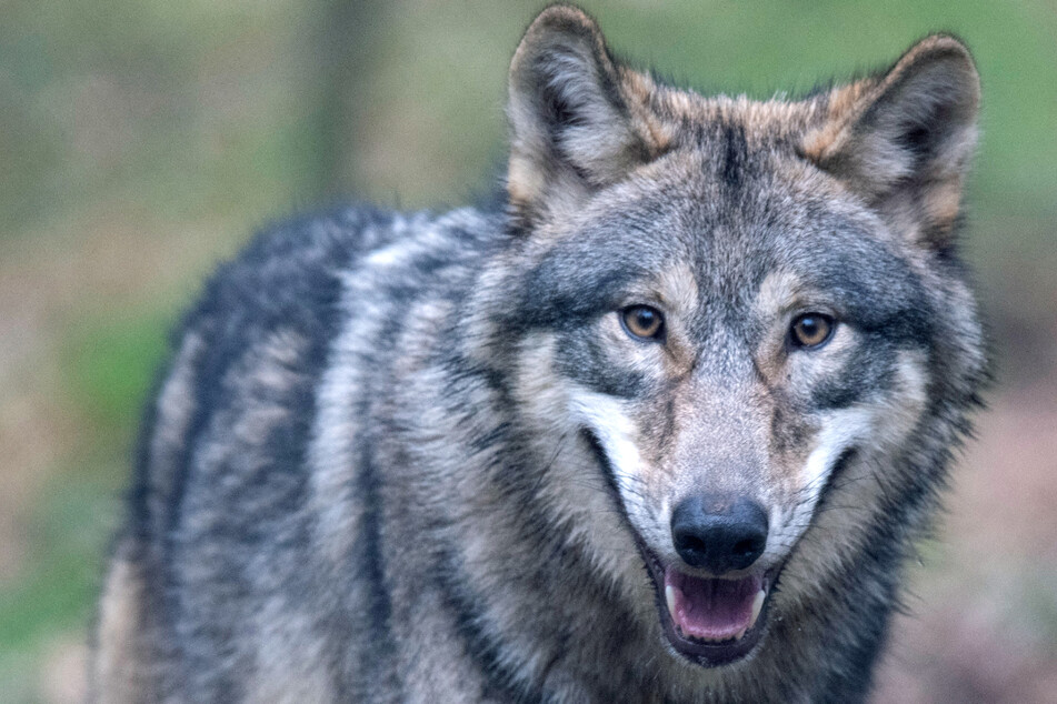 Er riss zahlreiche Schafe und Kälber: Wolf "Billy" erschossen