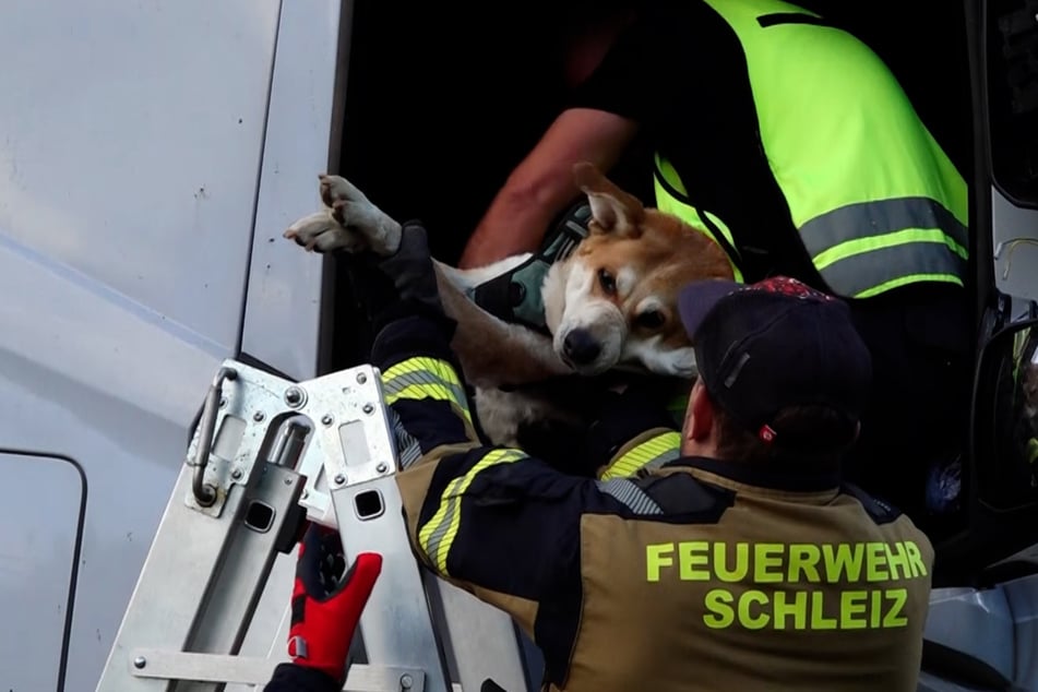 Auch ein Hund musste gerettet werden.