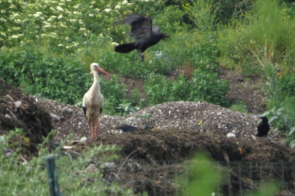 Störche und andere Vögel halten die Gummibänder auf der Mülldeponie fälschlicherweise für Regenwürmer und verfüttern diese an ihre Jungtiere.