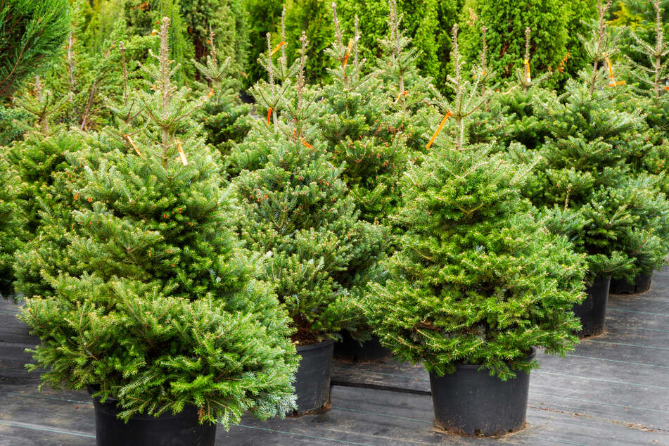 Weihnachtsbäume im Wert von rund 1000 Euro gestohlen