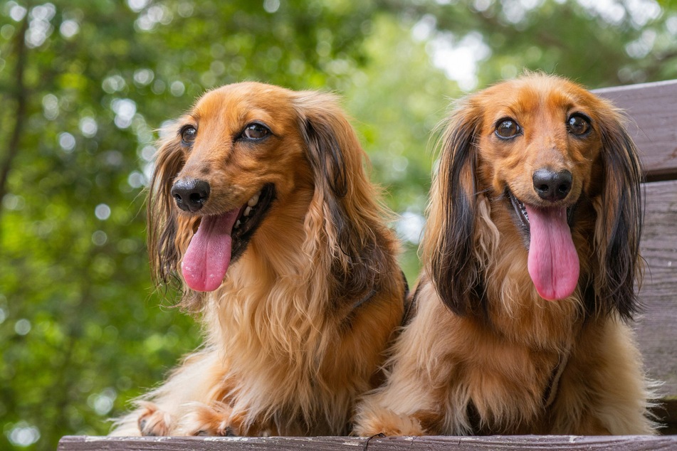 The dachshund is often referred to as a "wiener dog."