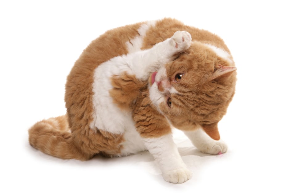 Is the Selkirk Rex the best orange tabby cat breed?