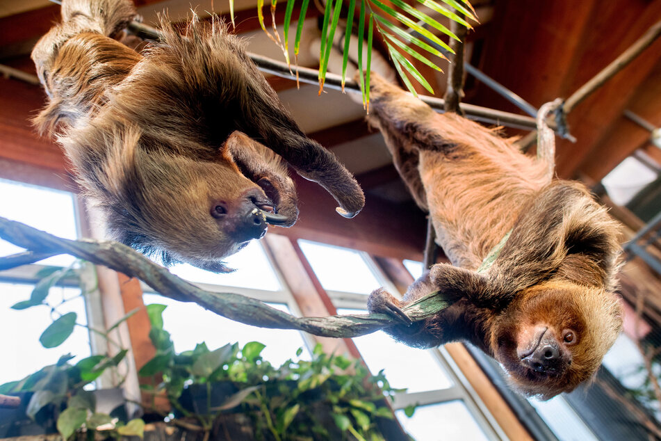 Das weibliche (l.) und das männliche Faultier hängen an einem Baum in der Tropenhalle im Aquarium Wilhelmshaven.