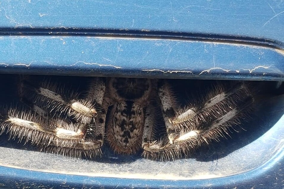 Die Huntsman-Spinne sitzt seelenruhig da.