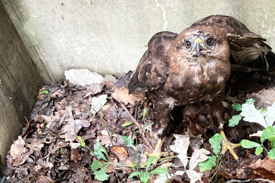 Einsatz im Frankfurter Stadtwald: Ein gefangener Bussard blickte mit "großen, wachen Augen" zu den Feuerwehrleuten empor.