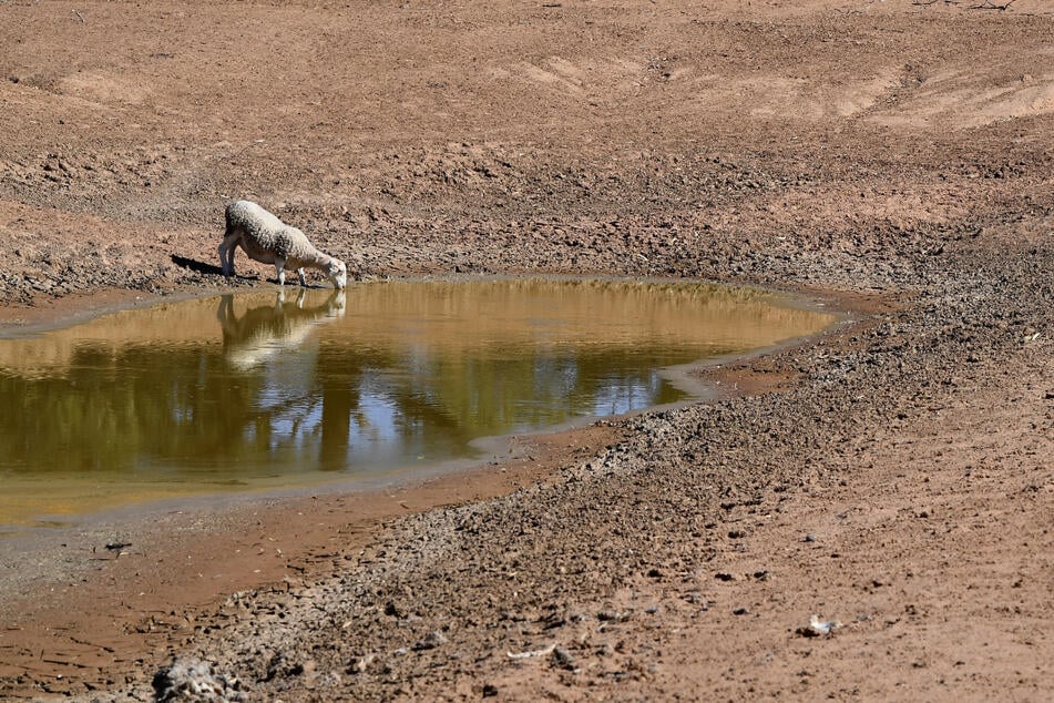 Ein Schaf trinkt aus einer Wasserstelle zwischen Pooncarie und Menindee in Australien.