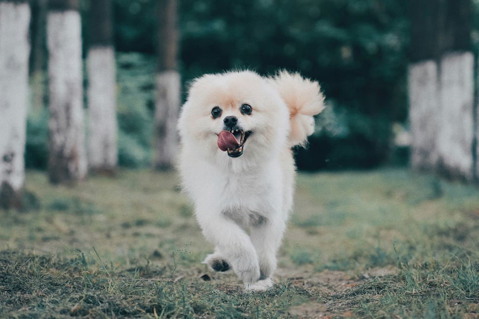 Pomeranians are unbelievably adorable doggos, but they have their problems.