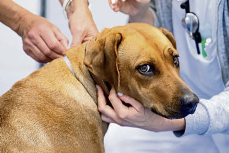 Eine Notversorgung für Haustiere ist trotz Einschränkung der Uniklinik weiterhin gegeben.